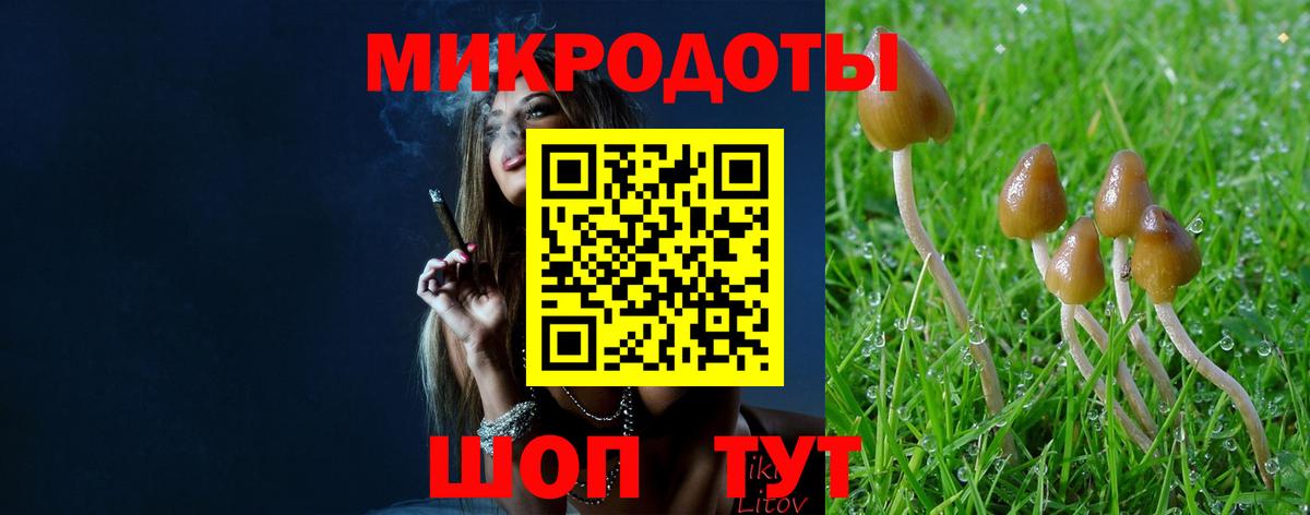 Псилоцибиновые грибы Psilocybe Апатиты